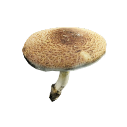 Agaricus_Augustus