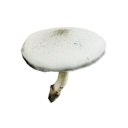 Agaricus_Campestris
