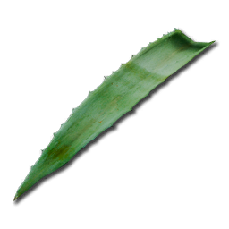 Aloe_Vera