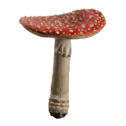 Amanita_Muscaria