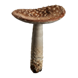 Amanita_Pantherina