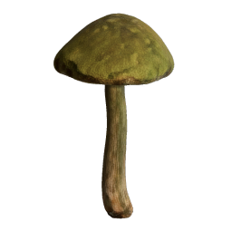 Amanita_Phalloides