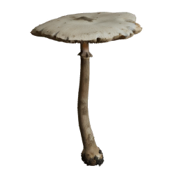 Amanita_Virosa