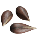 Apple_Seeds