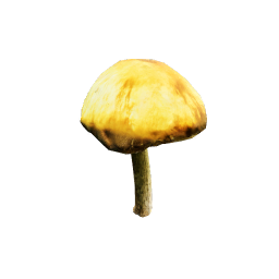 Armillaria_Mellea