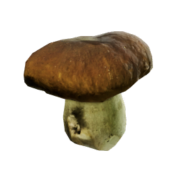Boletus_Edulis