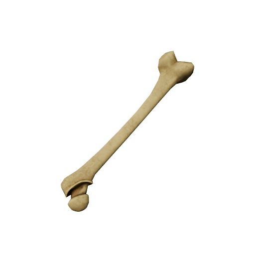Bone