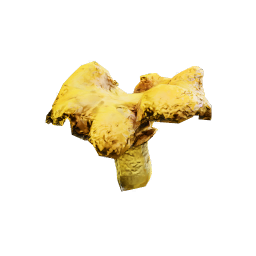 Cantharellus_Cibarius