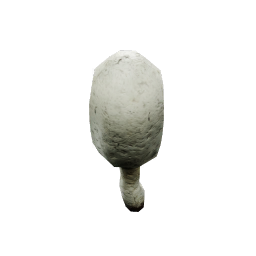 Coprinus_Comatus