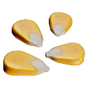 Corn_Seeds