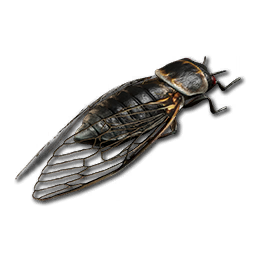 Cricket