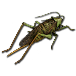 Grasshopper