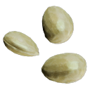Lemon_Seeds