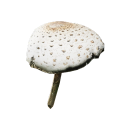 Lepiota_Procera