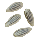 Lettuce_Seeds