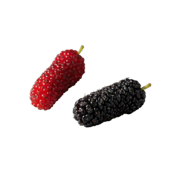 Mulberry