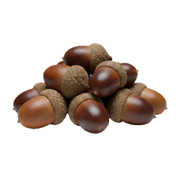 Oak_Nuts