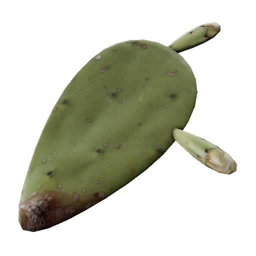 Opuntia_Fig