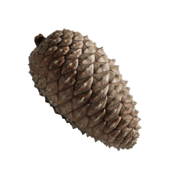 Pine_Cone