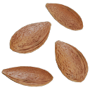 Plum_Seeds