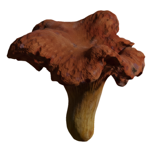 Psilocybe_Cyanescens