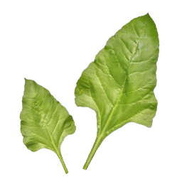Spinach