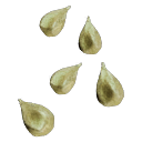 Spinach_Seeds