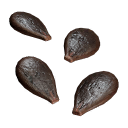 Watermelon_Seeds