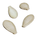 Zucchini_Seeds